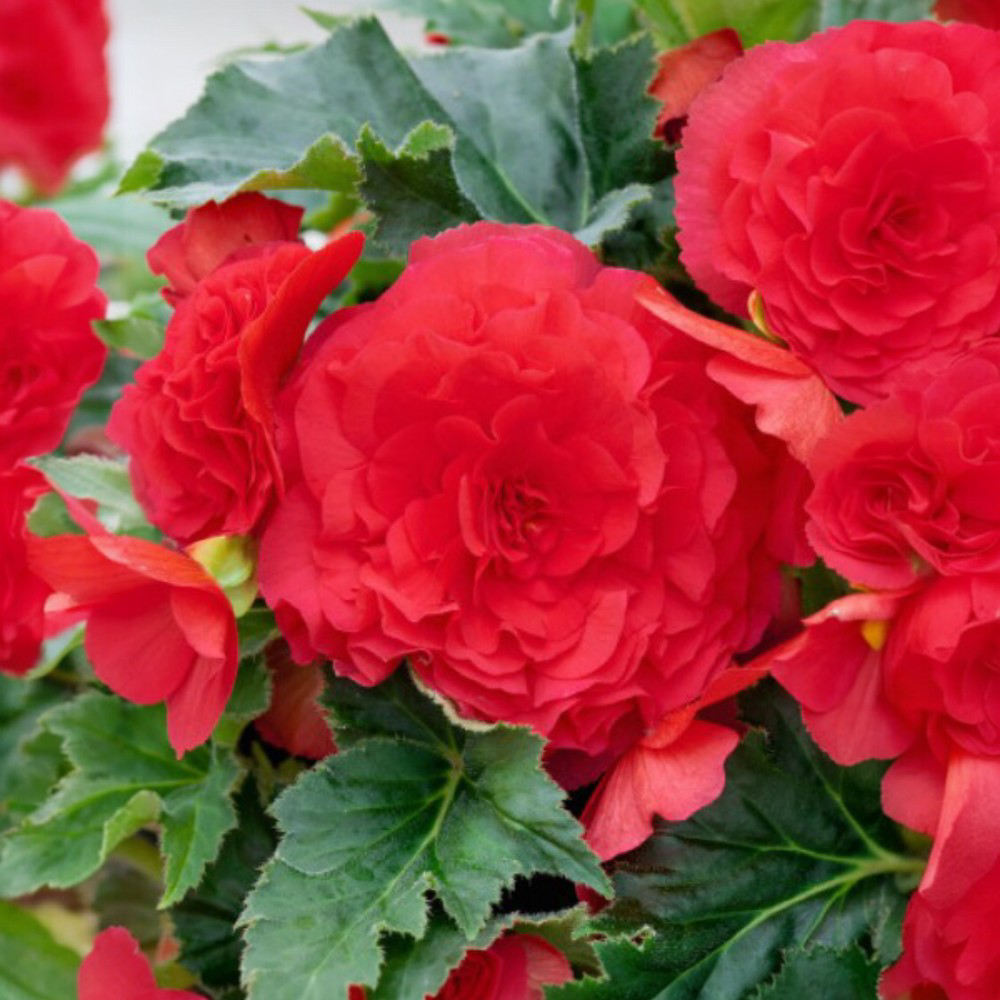 Βεγόνια Διπλή Κόκκινη