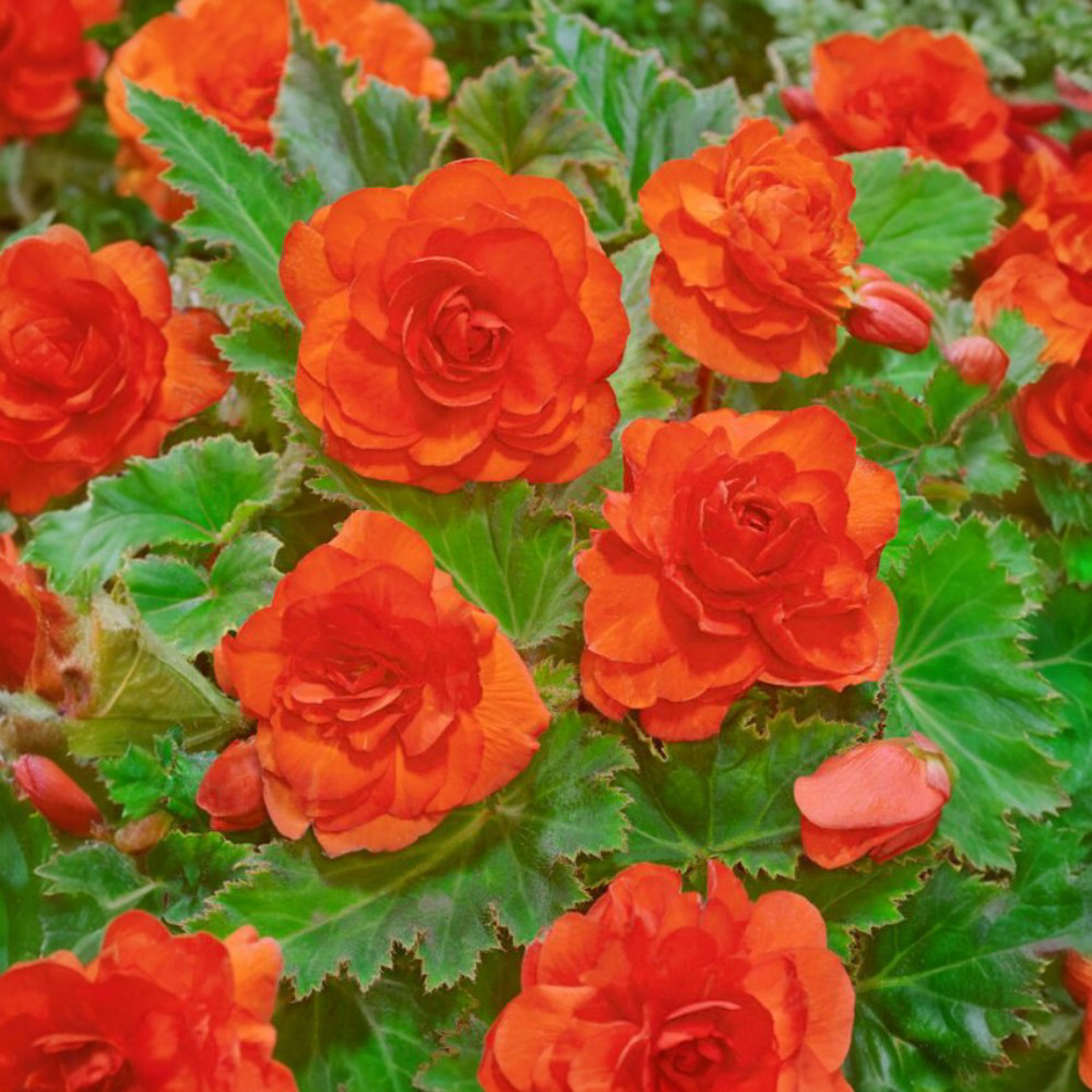 Βεγόνια Διπλή Πορτοκαλί