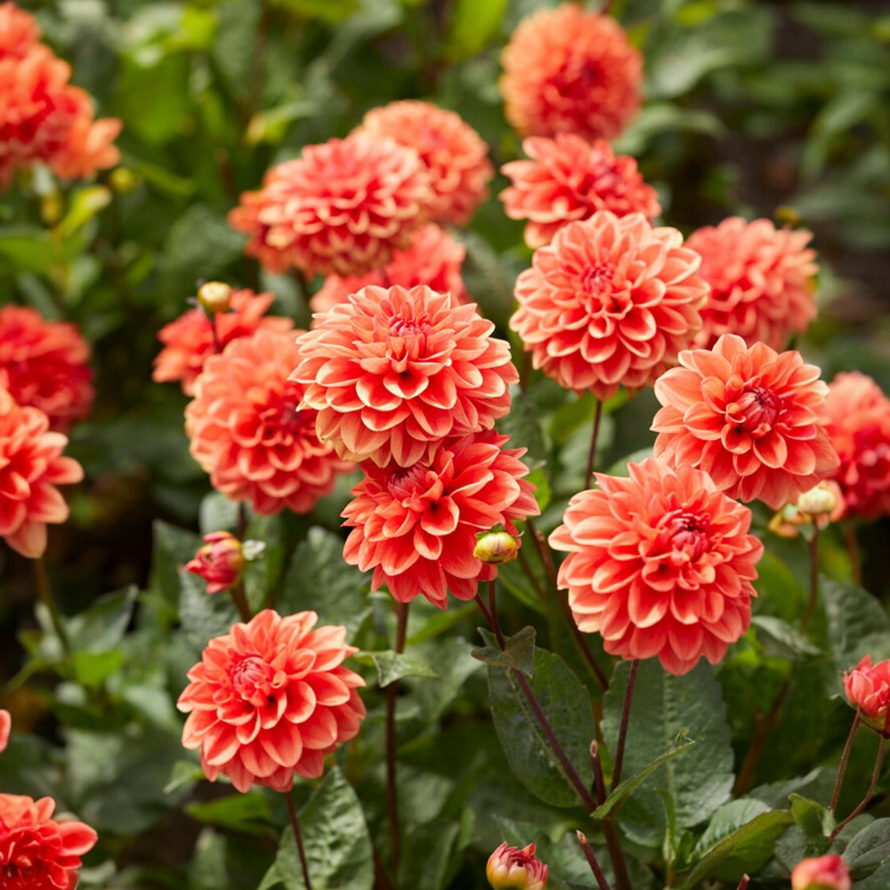 Ντάλια Orange Nugget