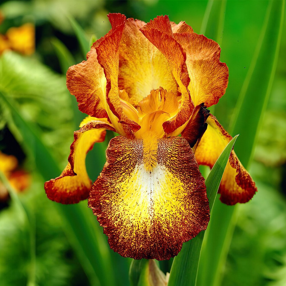 Ίριδα Germanica Spotted Yellow