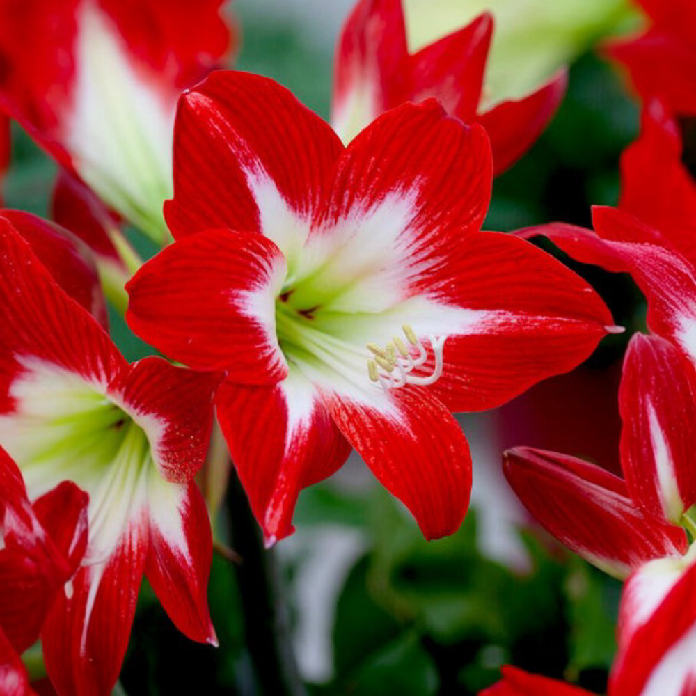 Αμαρυλλίς Tres Chic