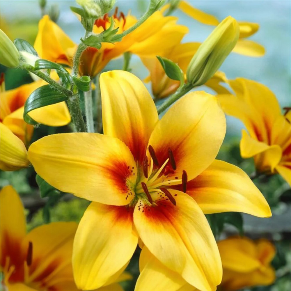 Λίλιουμ Asiatic Gran Cru