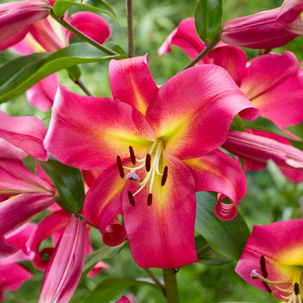 Λίλιουμ Empoli