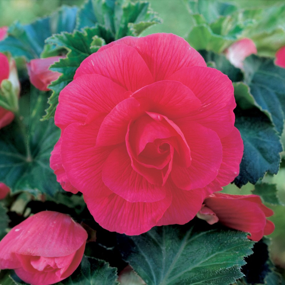 Βεγόνια Διπλή Ροζ