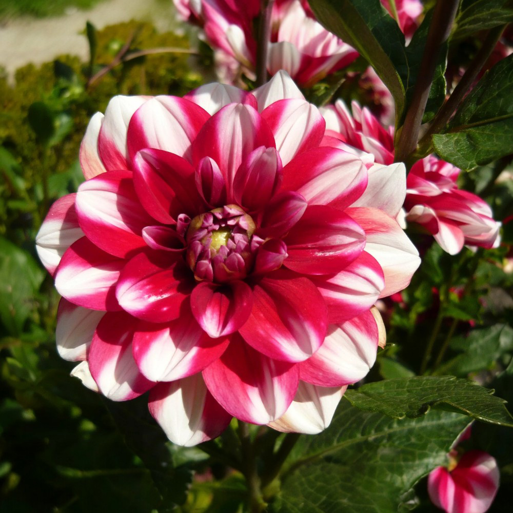 Ντάλια Jamaica