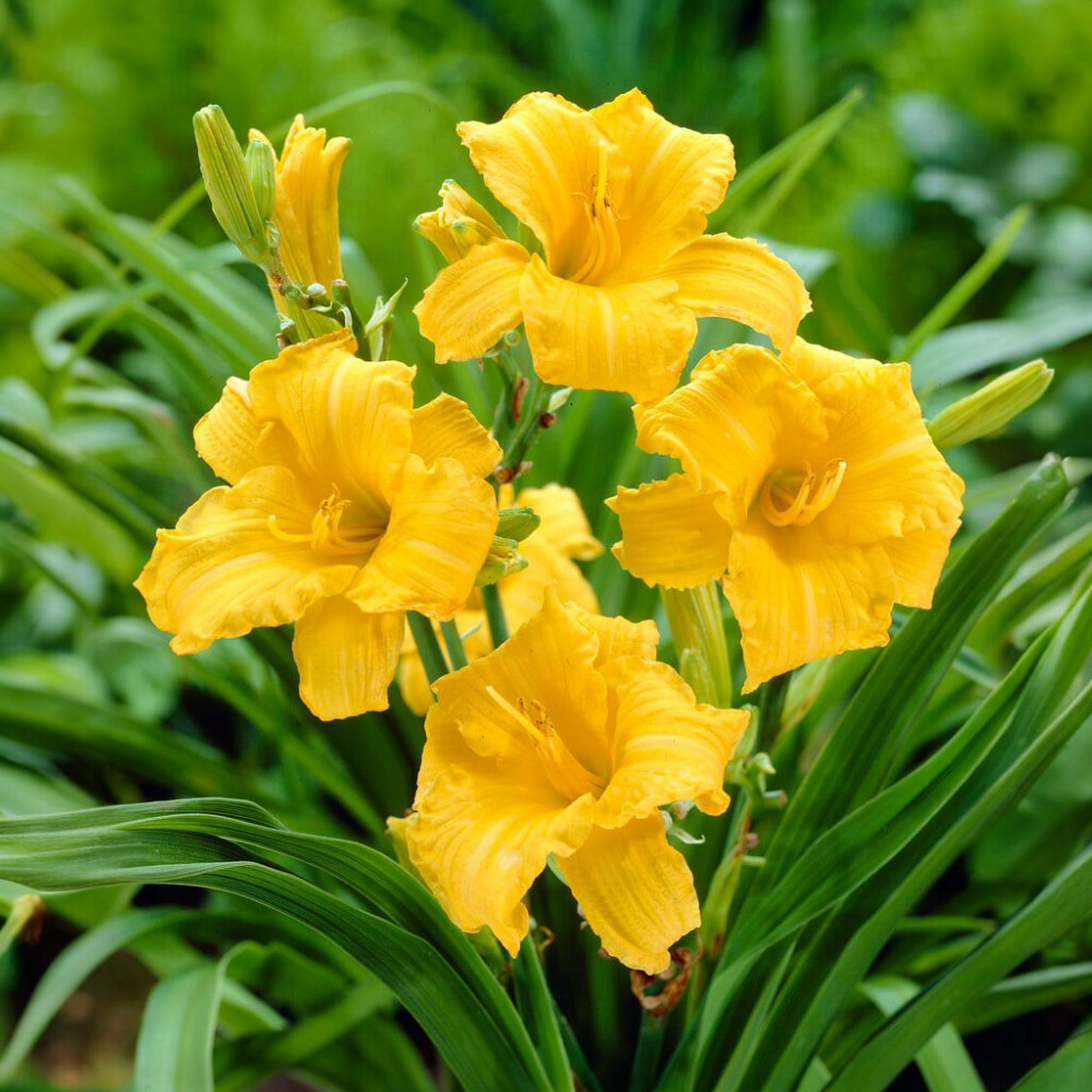 Εμεροκαλλίδα Stella De Oro