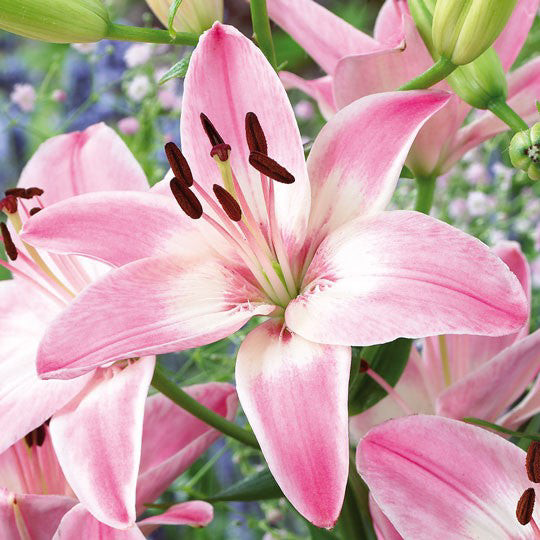 Λίλιουμ Asiatic Ροζ