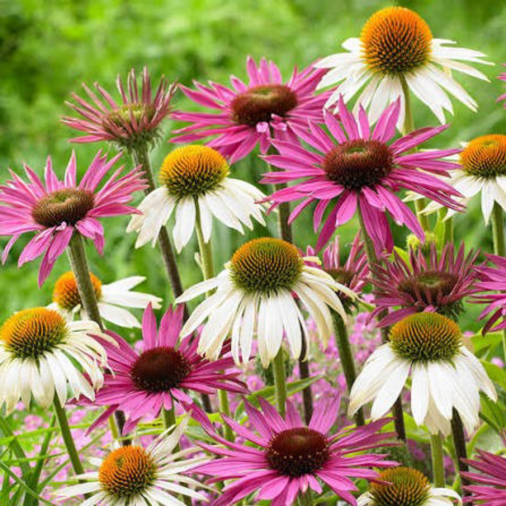 Εχινάτσια Μίγμα