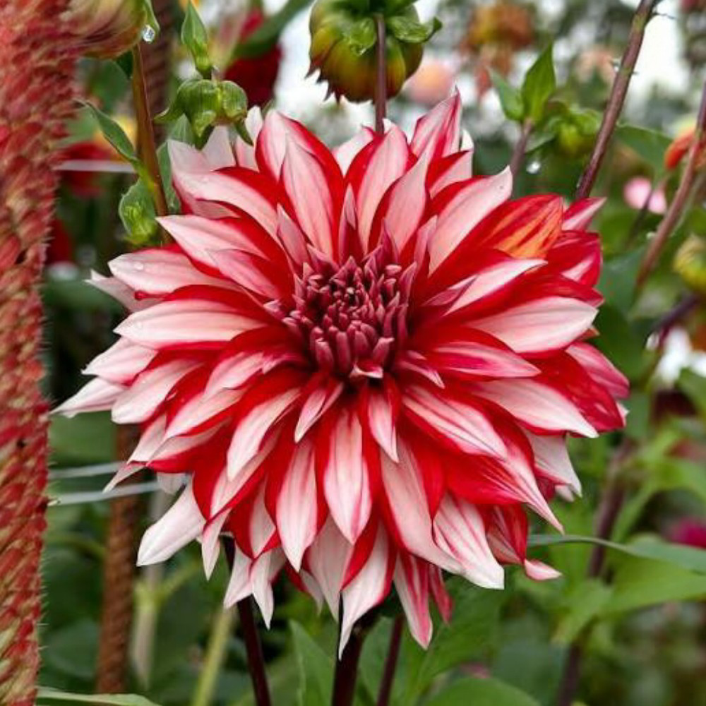 Ντάλια Santa Claus