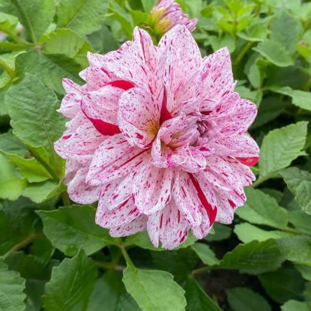 Ντάλια Go Go Speckled