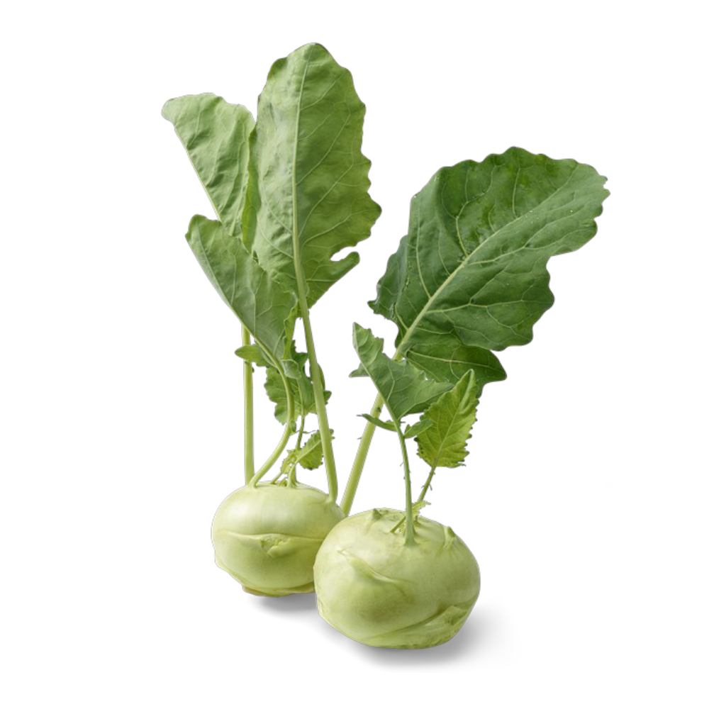 Γογγύλι Λευκό