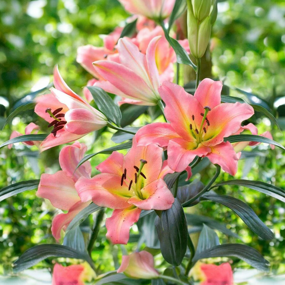 Λίλιουμ On Stage