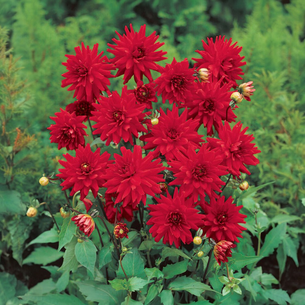 Ντάλια Red Pigmy