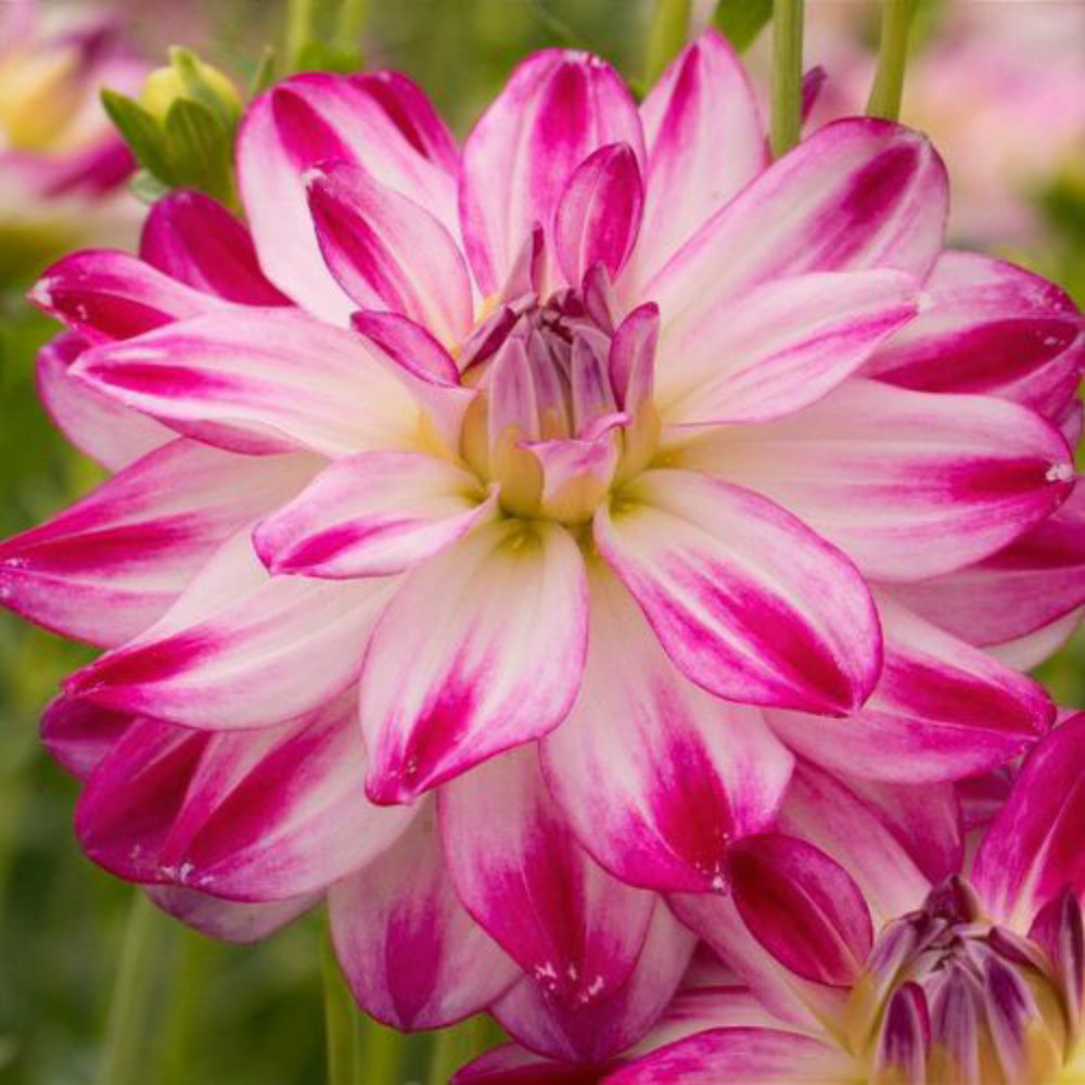 Ντάλια Decorative Saint Martin