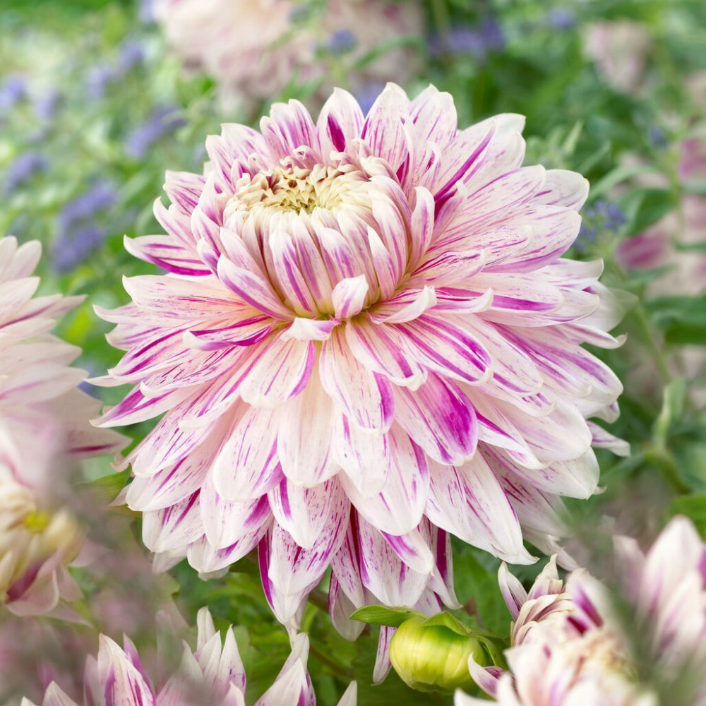 Ντάλια Avignon