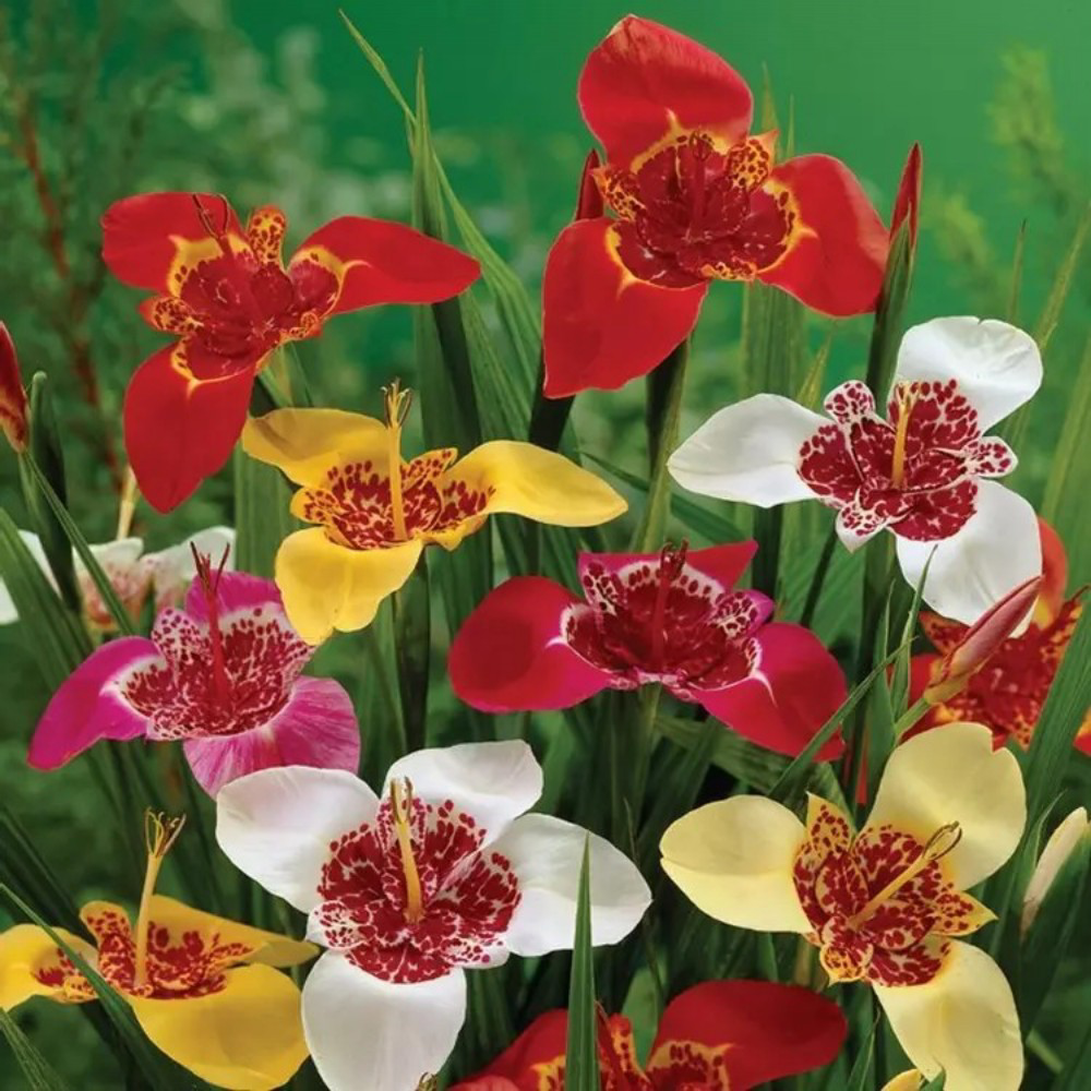 Τιγρίδια Pavonia Tigerflower Μίγμα