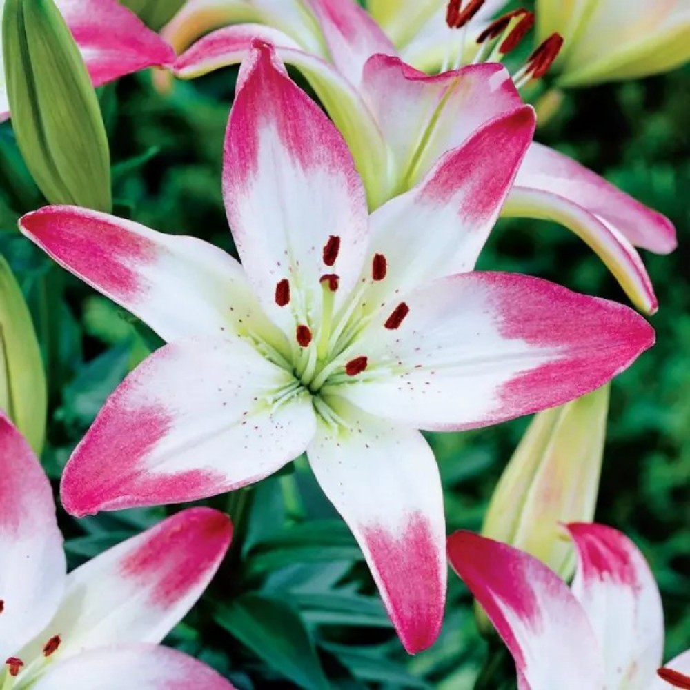 Λίλιουμ Asiatic Lollypop 