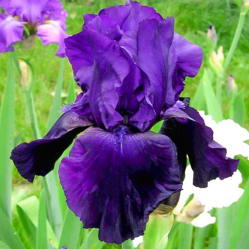 Ίριδα Germanica Tuxedo