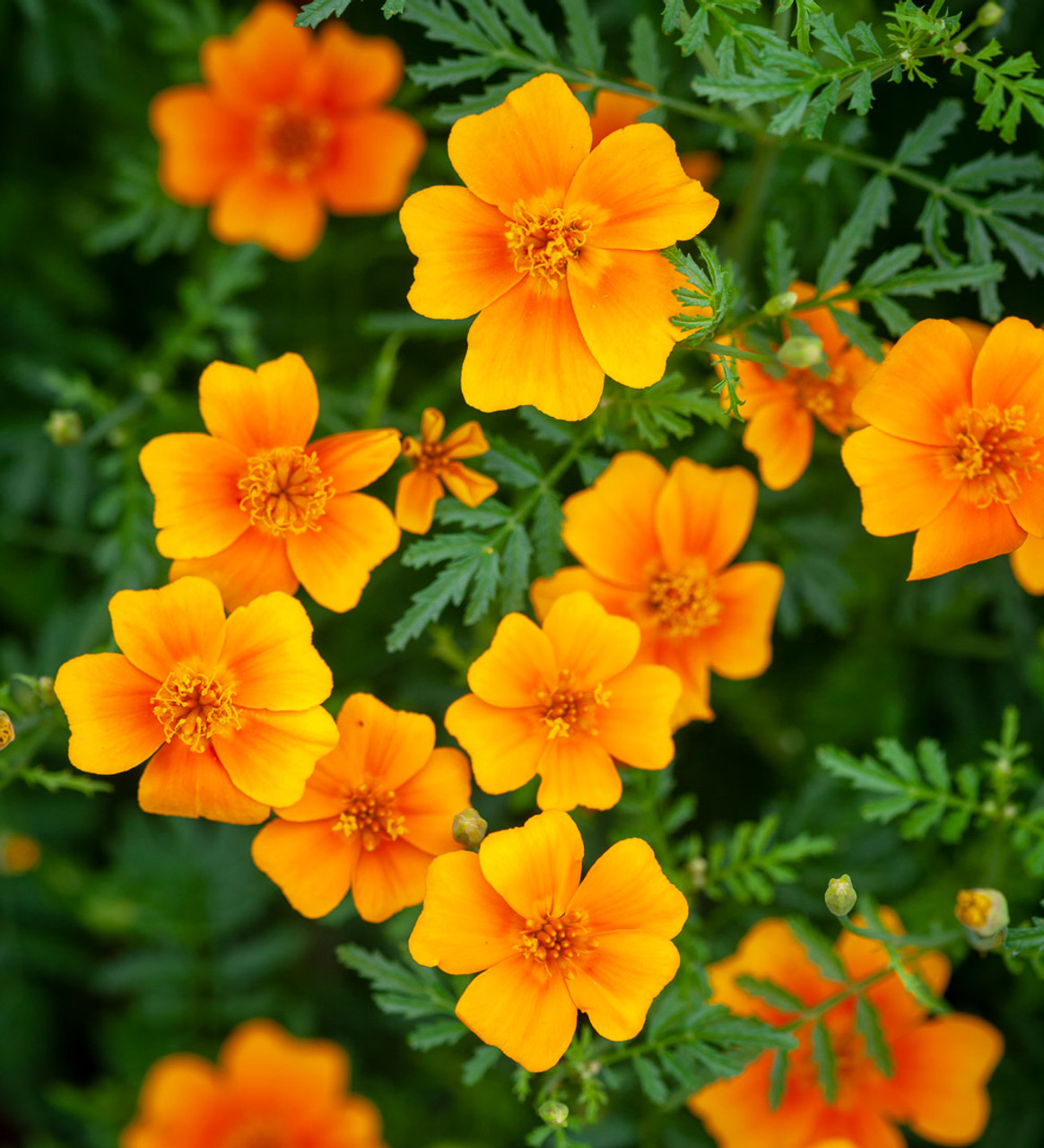 Κατηφές Βρώσιμος