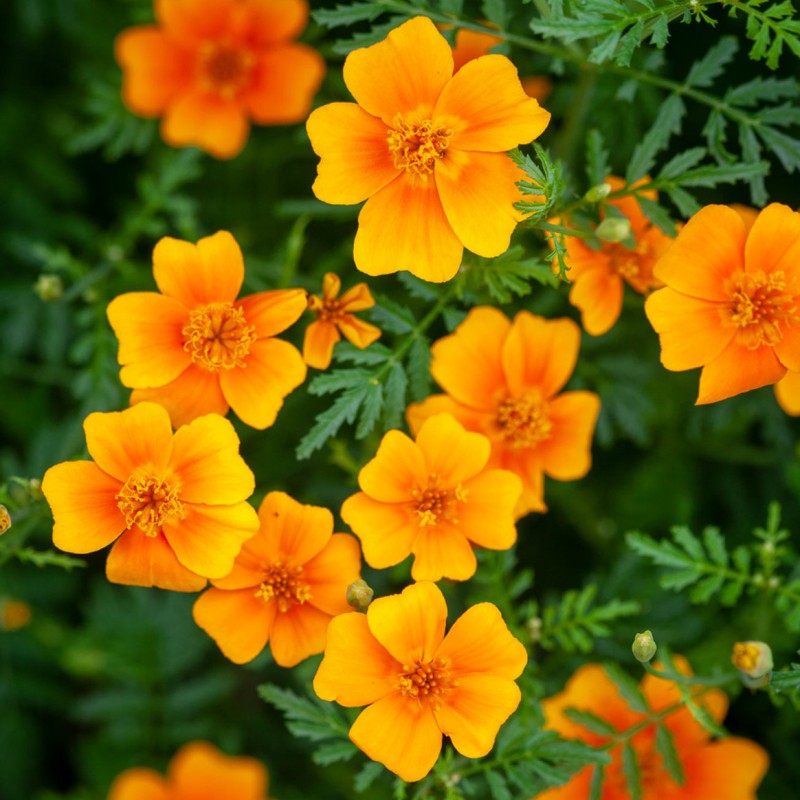 Κατηφές Βρώσιμος