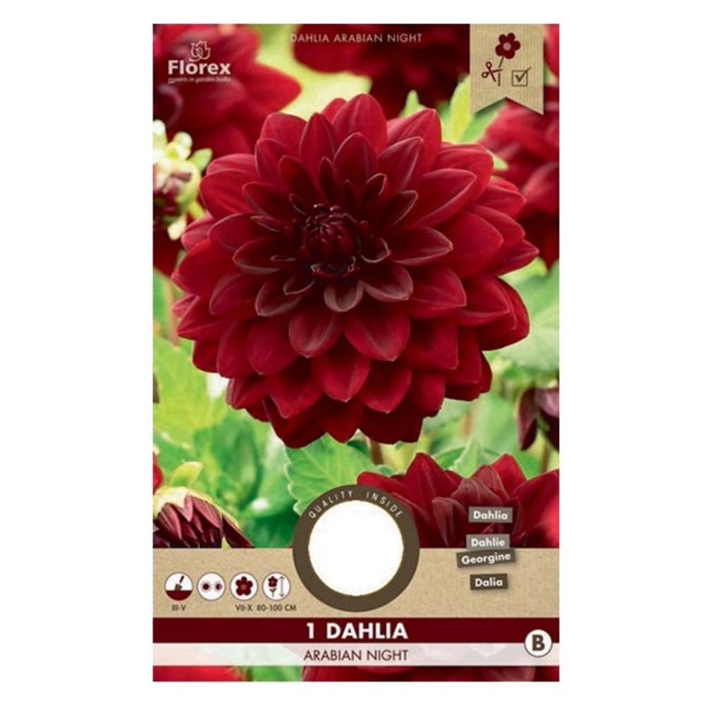 Ντάλια Arabian Night