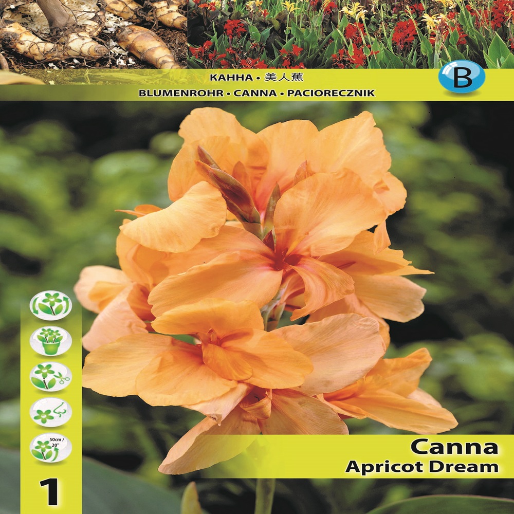 Κάννα Apricot Dream