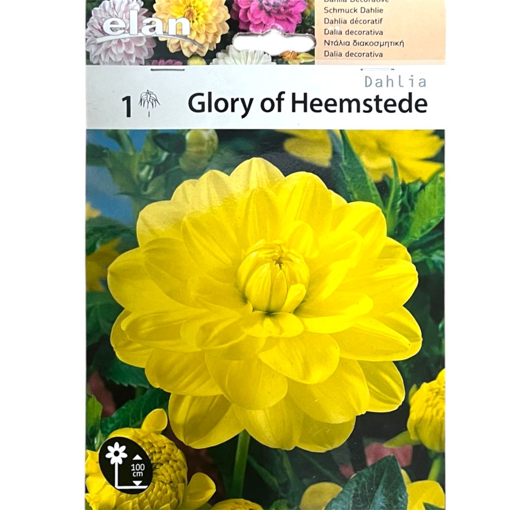Ντάλια Glory of Heemstede