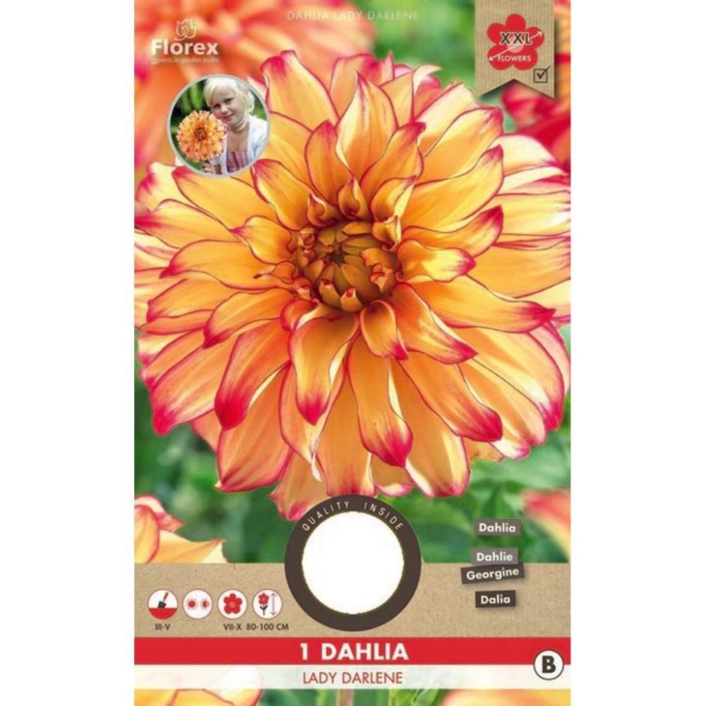 Dahlia Lady Darlene