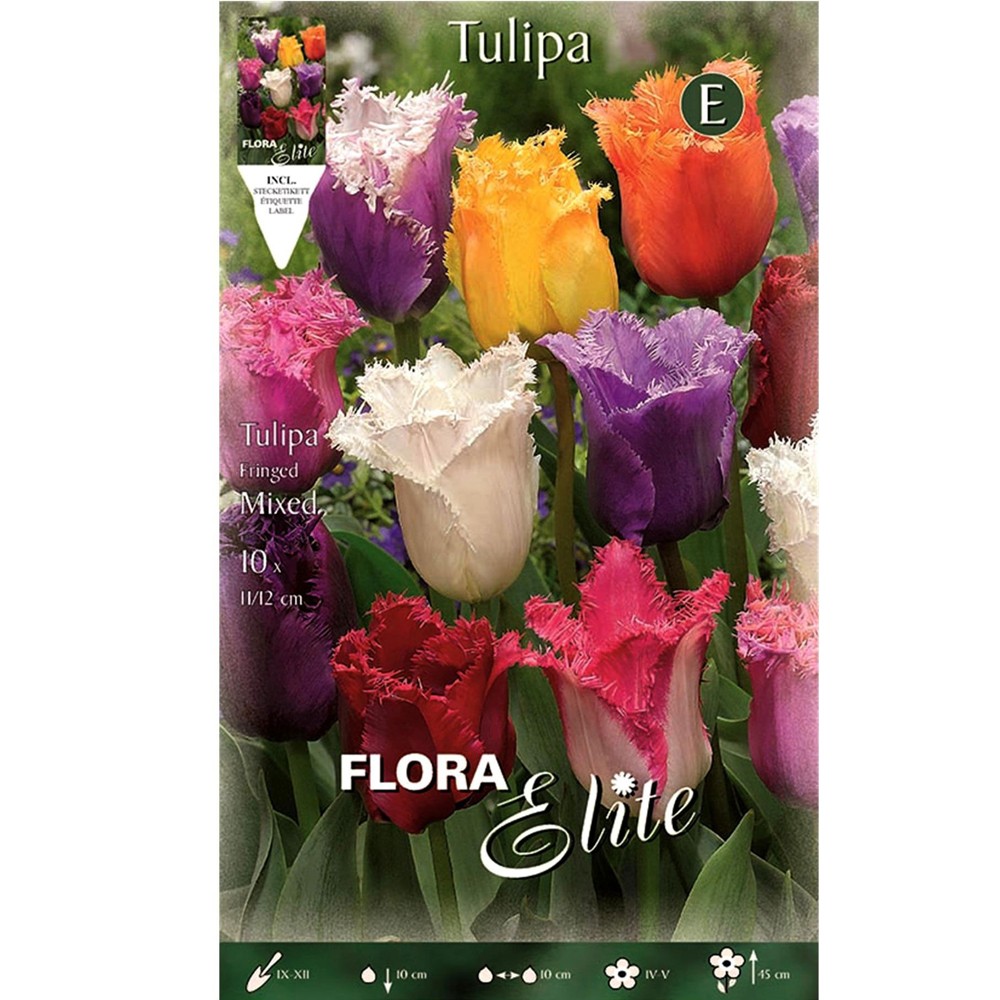 Τουλίπα Fringed Μίγμα