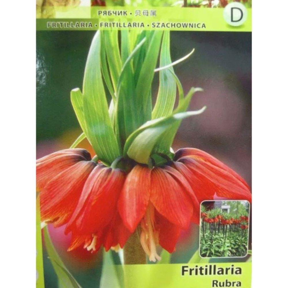 Φριτιλλάρια  Κόκκινη