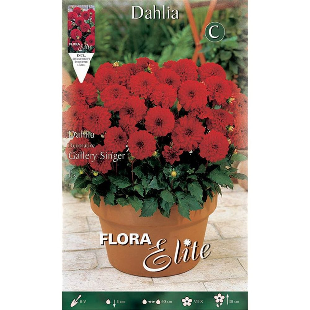 Ντάλια Gallery Singer 