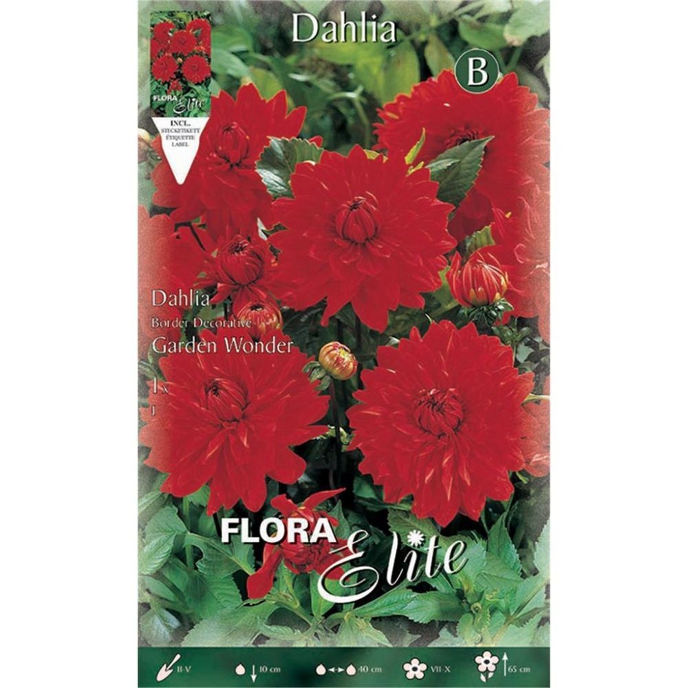 Dahlia Garden Wonder