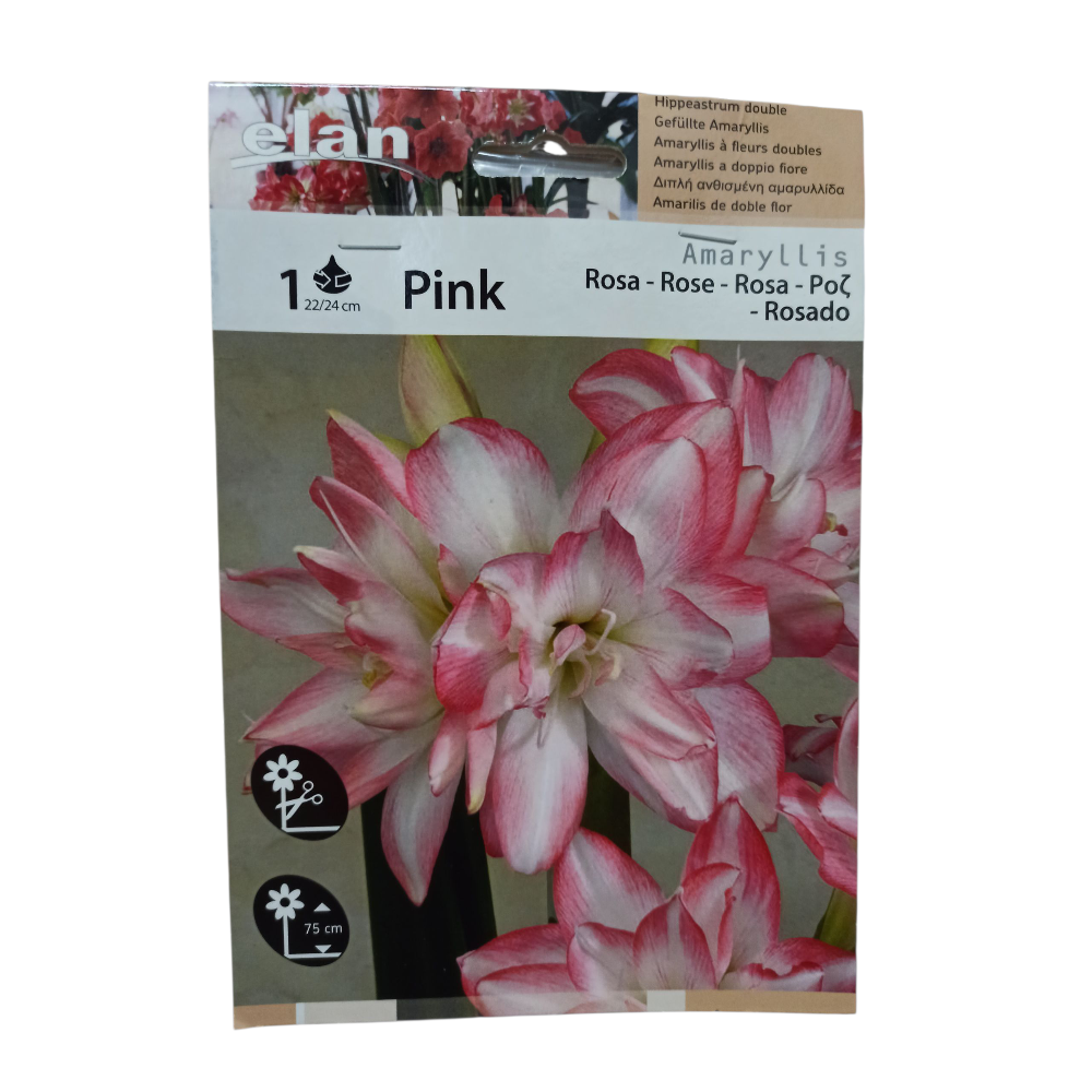 Αμαρυλλίδα Διπλή Ριγέ Ρόζ