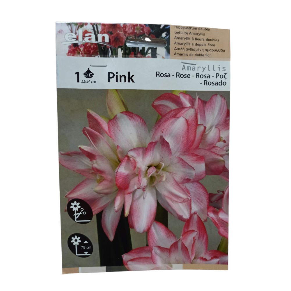 Αμαρυλλίδα Διπλή Ριγέ Ρόζ