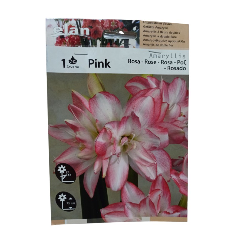 Αμαρυλλίδα Διπλή Ριγέ Ρόζ