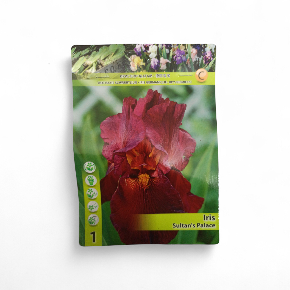 Ίριδα Germanica Sultan's Palace