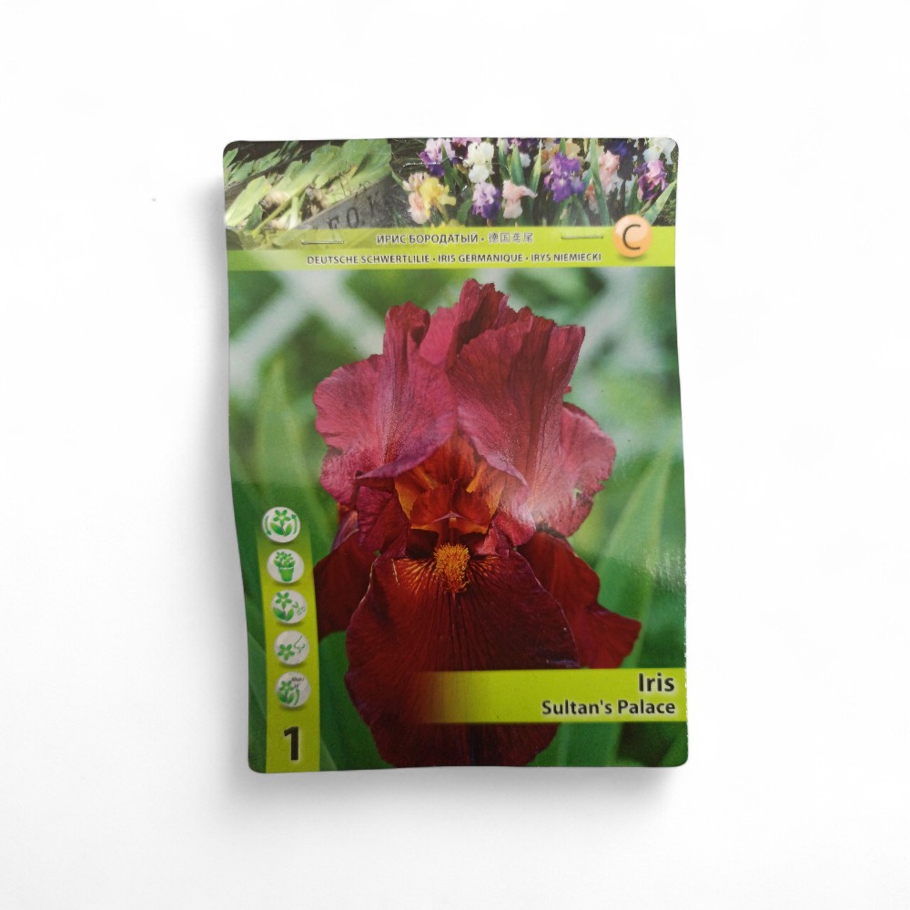 Ίριδα Germanica Sultan's Palace