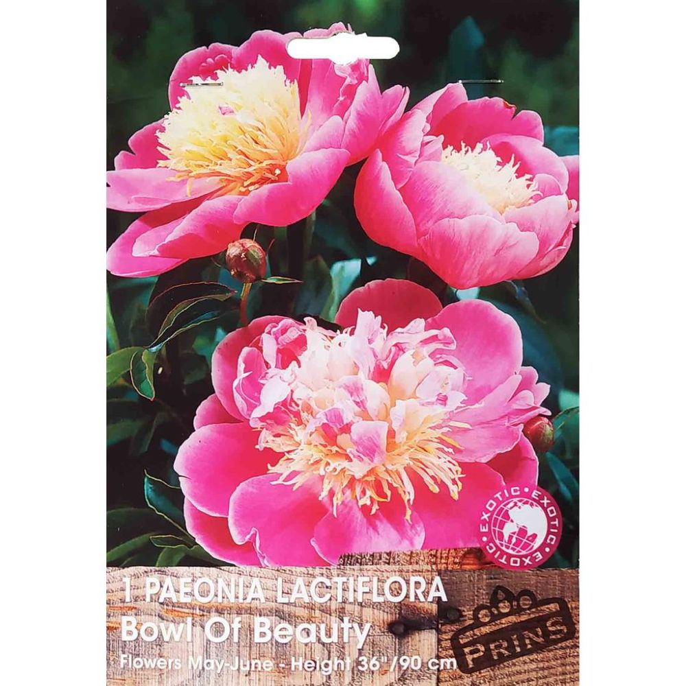 Παιώνια Lactiflora Δίχρωμη