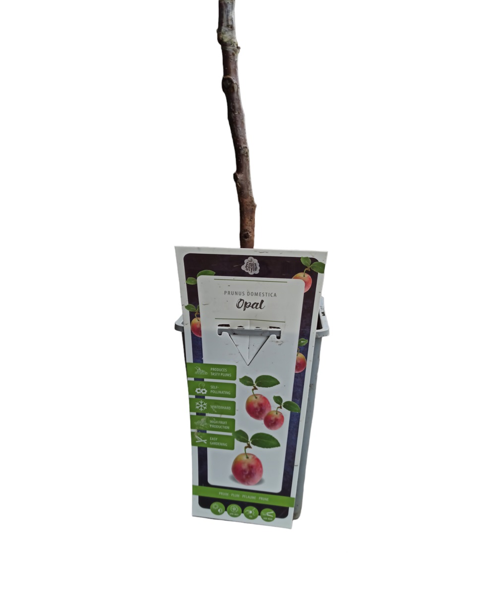 Δαμασκηνιά opal