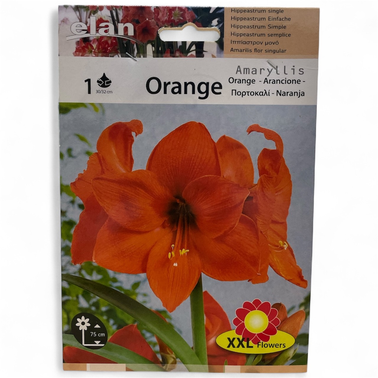 Αμαρυλλίδα Μονή Πορτοκαλί