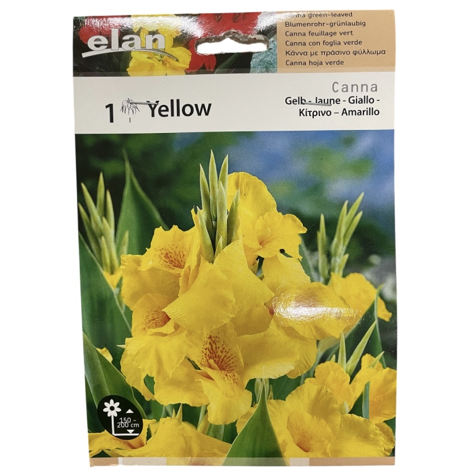 Κάννα Κίτρινη