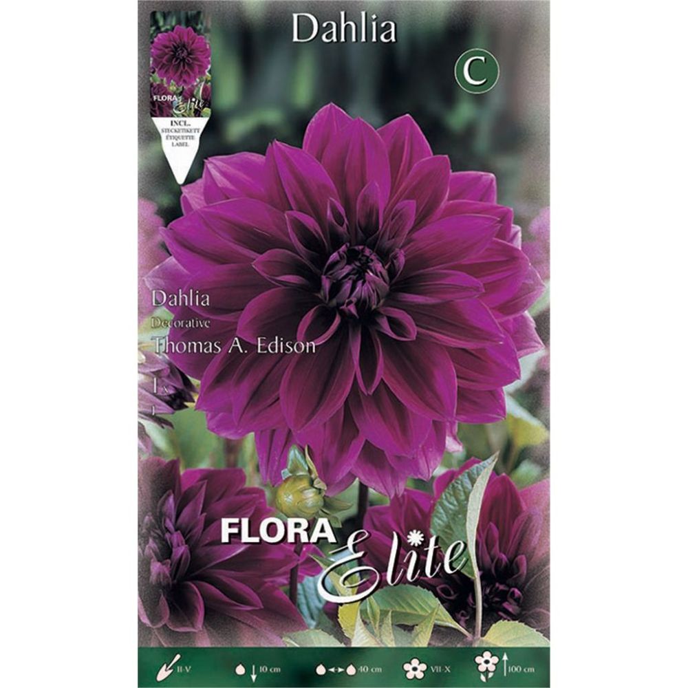 Dahlia Thomas Edison