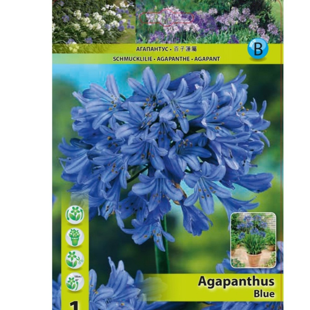 Αγάπανθος  Μπλε