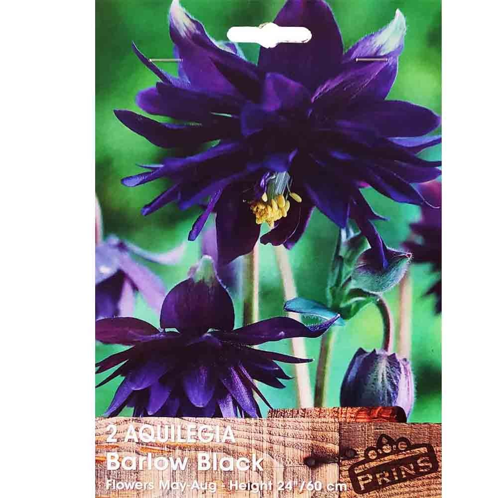 Ακουιλέγια Barlow Black