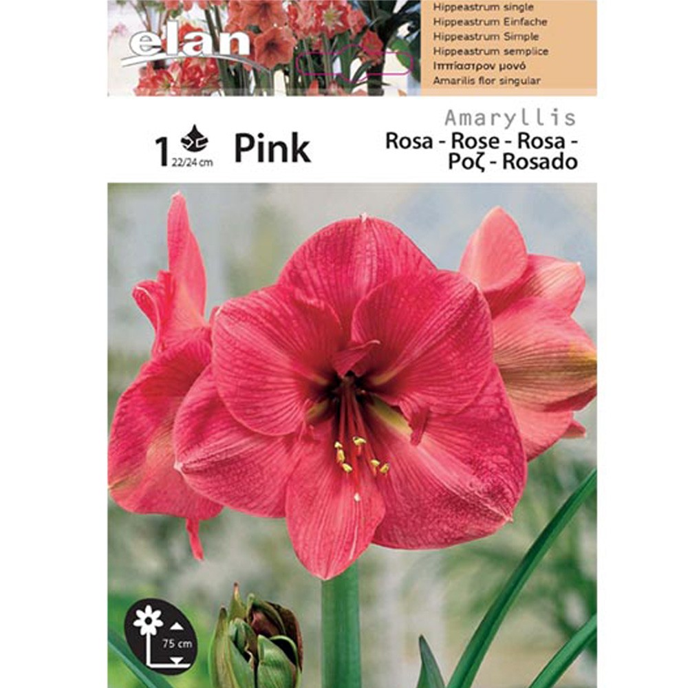 Αμαρυλλίδα Pink 