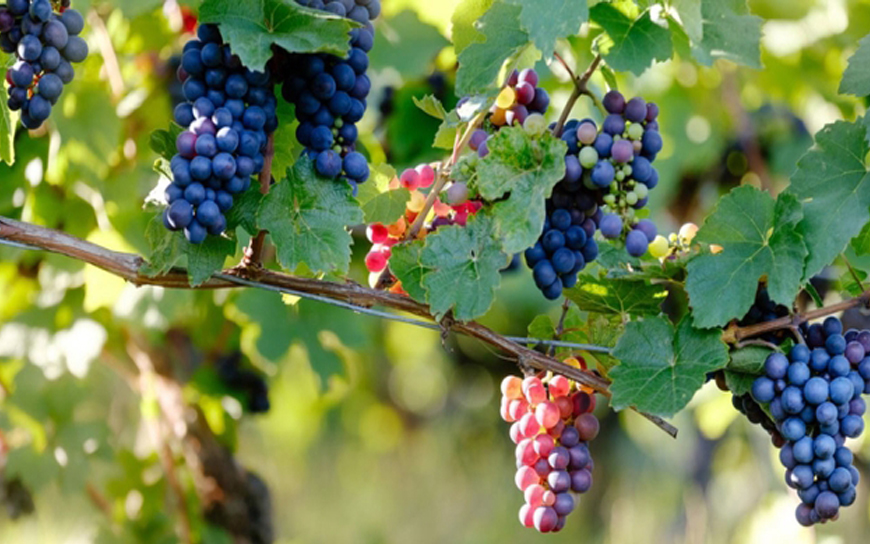 Winter treatments in the vineyard