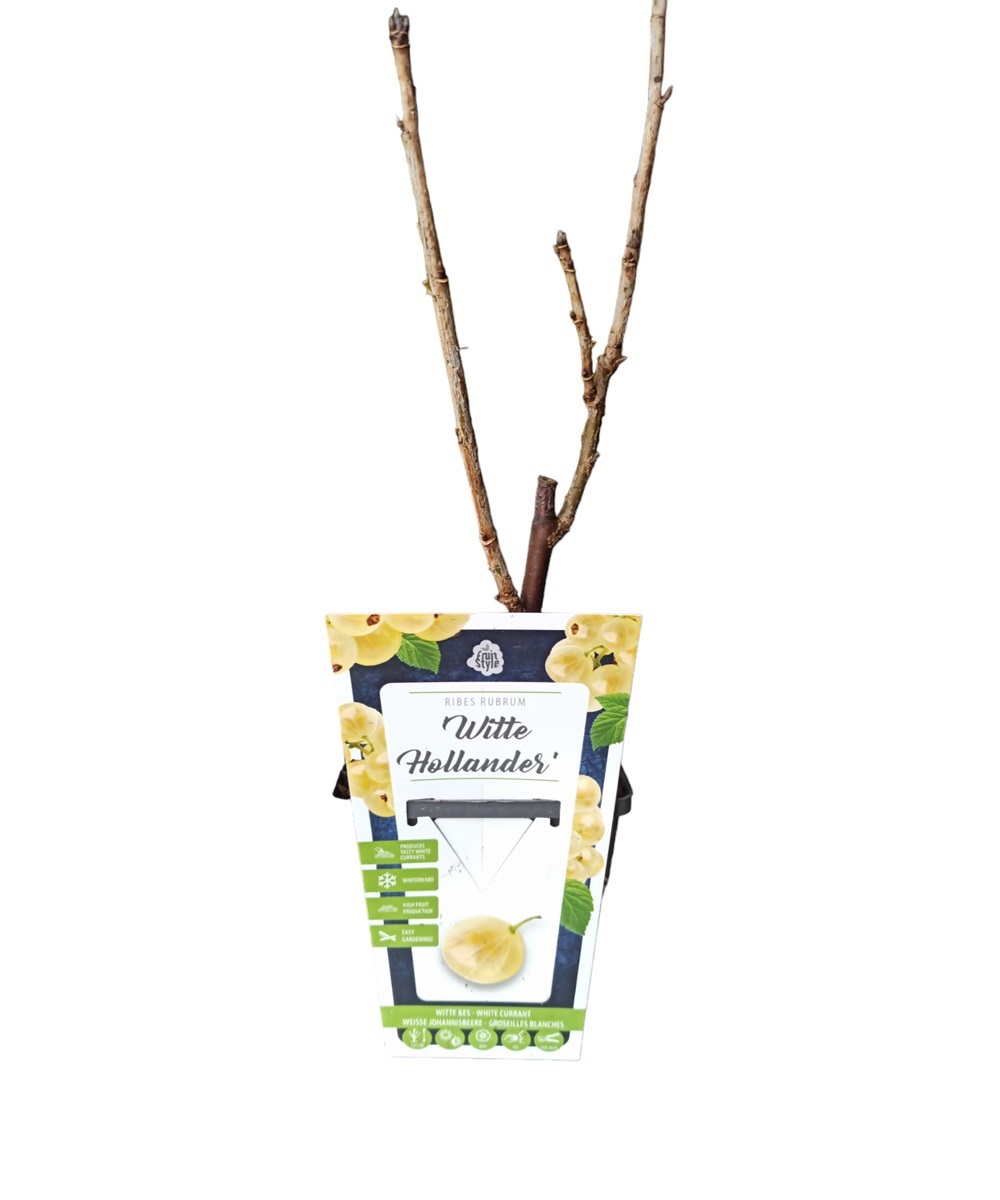 Φραγκοστάφυλο Άσπρο