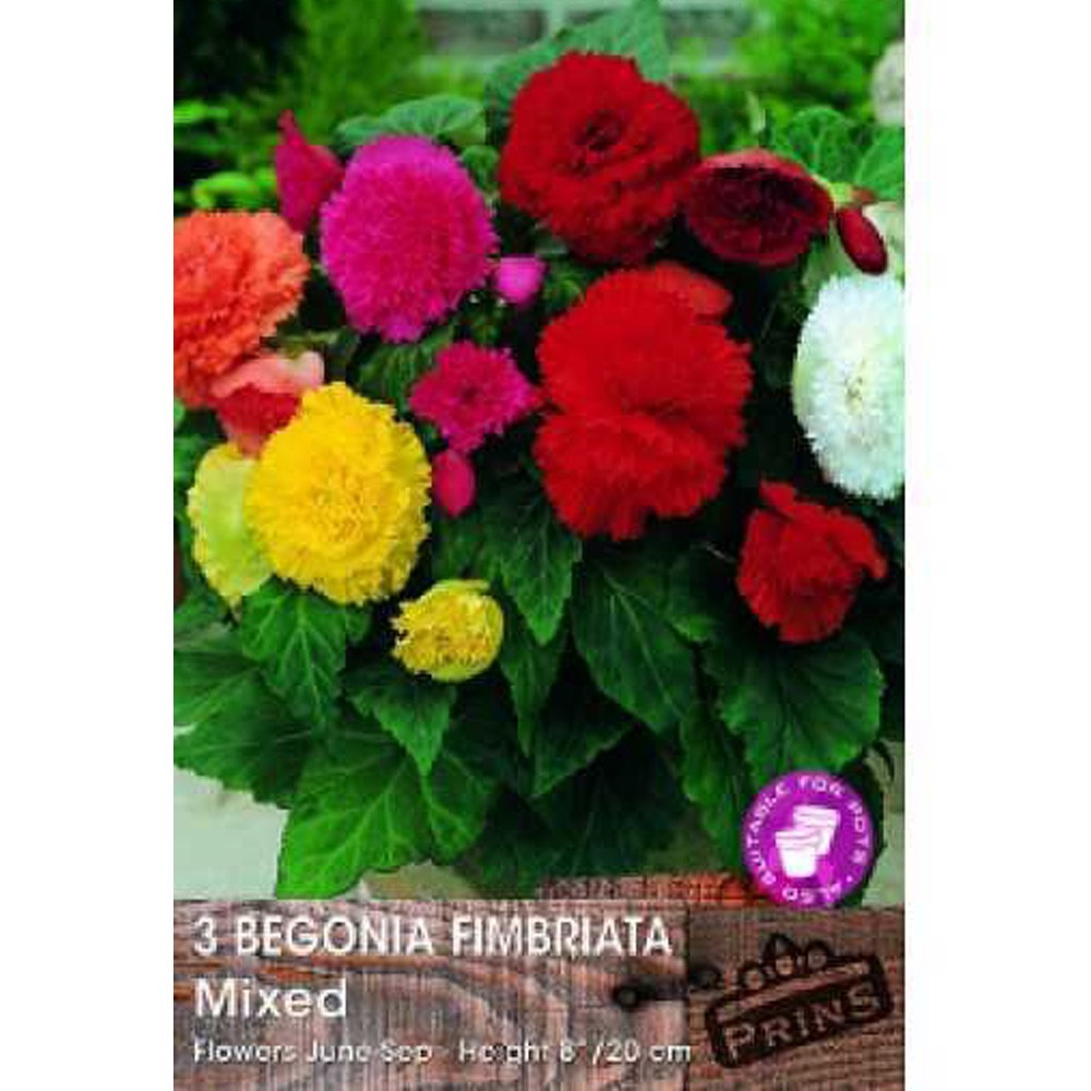 Βεγόνια Γαρυφαλλάτη  Μίγμα