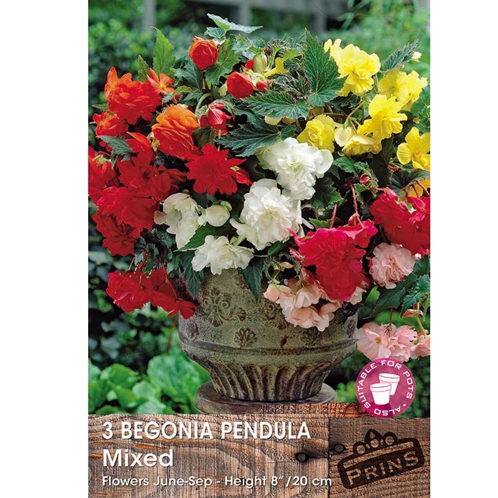 Βεγόνια Κρεμαστή Pendula 