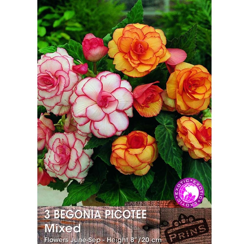 Βεγόνια Picotte Mixed